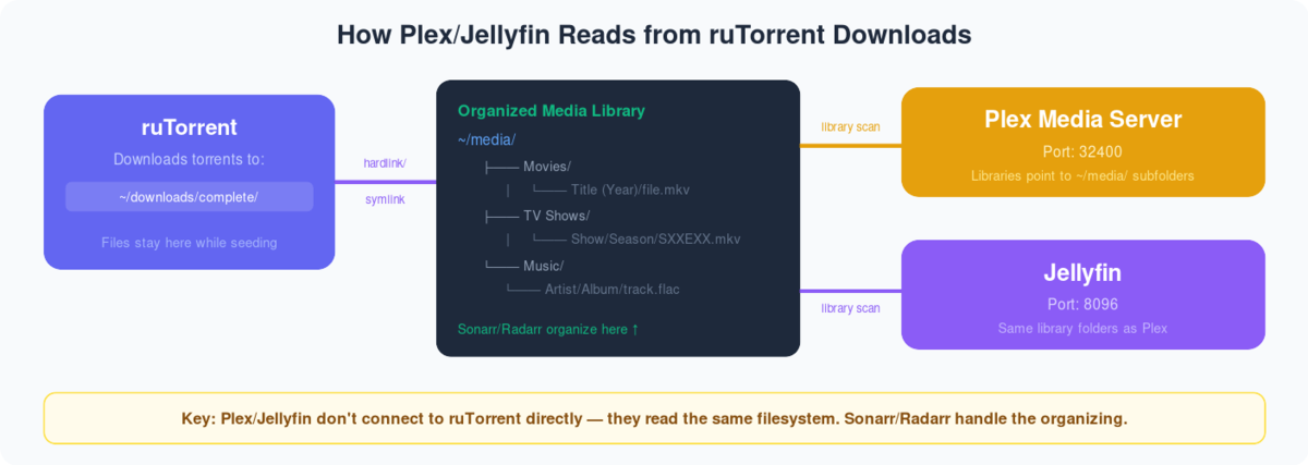 Setting Up Plex on Your Seedbox 1 Diagram showing Plex and Jellyfin reading organized media folders that Sonarr Radarr populate from ruTorrent downloads